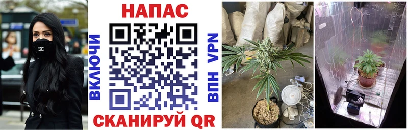 Купить  Нововоронеж  Бошки Шишки сатива 